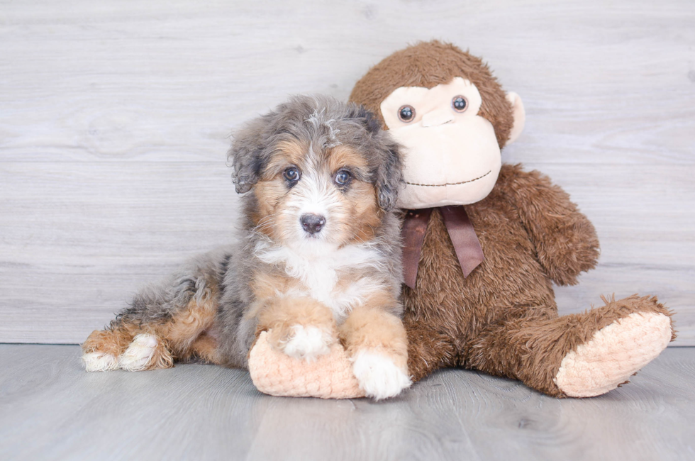 10 week old Mini Aussiedoodle Puppy For Sale - Florida Fur Babies