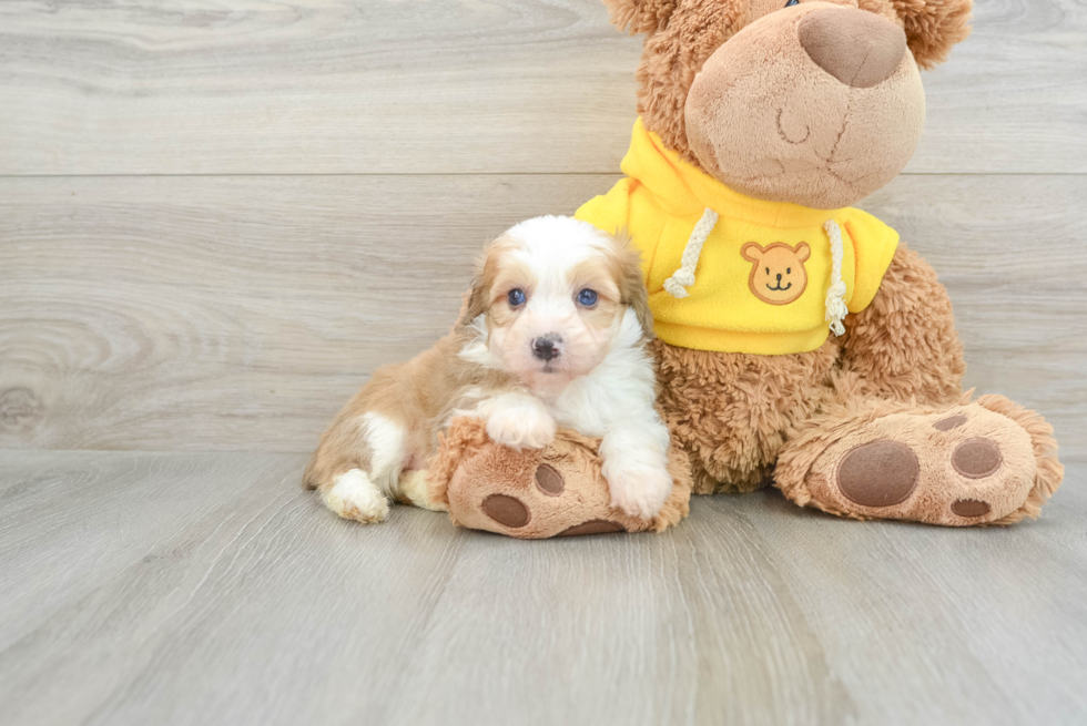 Little Mini Aussiepoo Poodle Mix Puppy