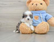 5 week old Mini Aussiedoodle Puppy For Sale - Florida Fur Babies