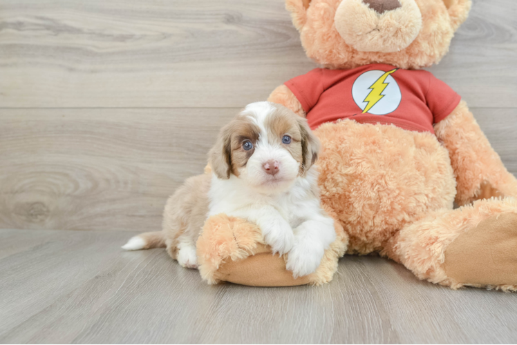 Mini Aussiedoodle Pup Being Cute