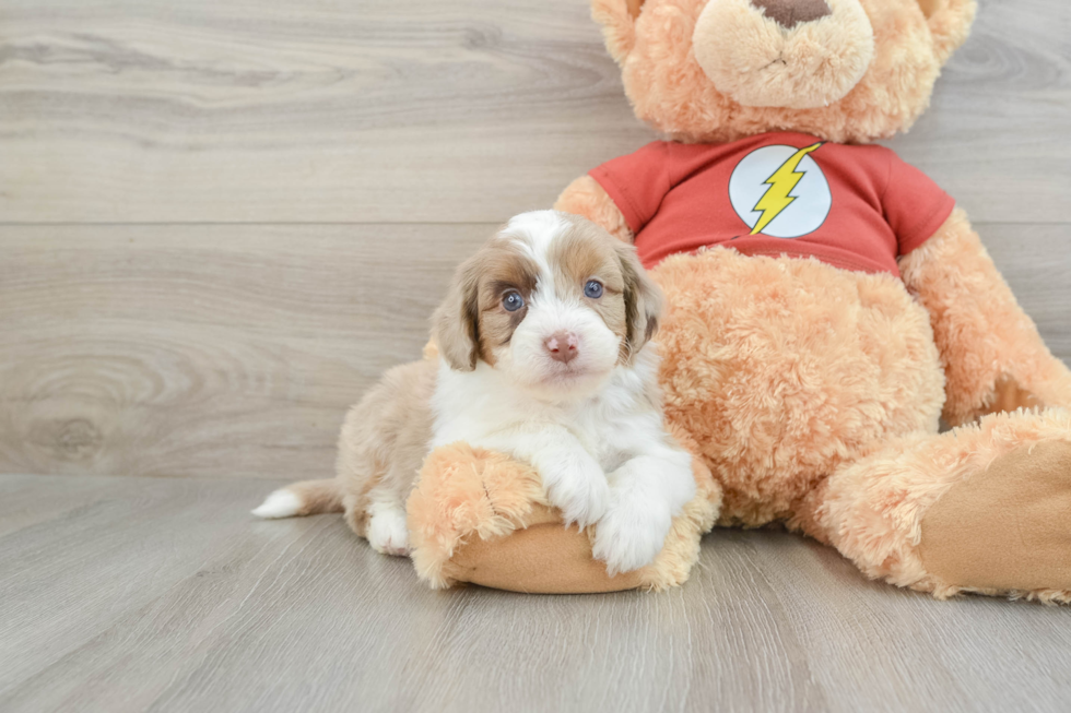 Mini Aussiedoodle Pup Being Cute