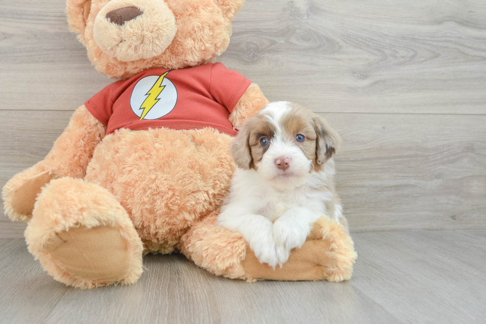 Smart Mini Aussiedoodle Poodle Mix Pup