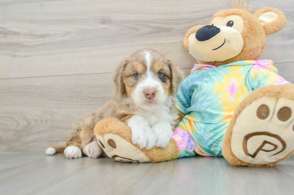 6 week old Mini Aussiedoodle Puppy For Sale - Florida Fur Babies