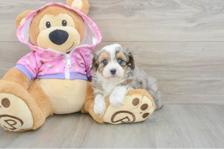 Best Mini Aussiedoodle Baby