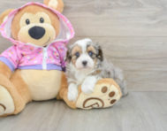 8 week old Mini Aussiedoodle Puppy For Sale - Florida Fur Babies