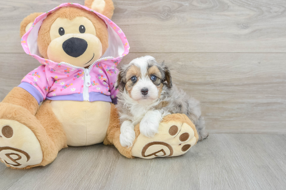 5 week old Mini Aussiedoodle Puppy For Sale - Florida Fur Babies