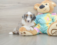 9 week old Mini Aussiedoodle Puppy For Sale - Florida Fur Babies