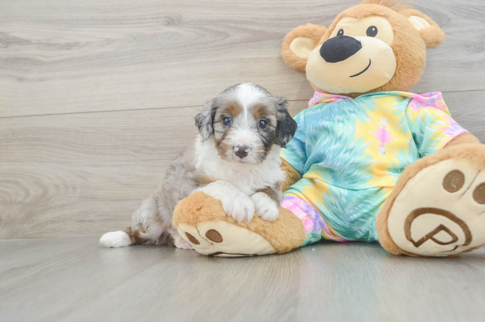 5 week old Mini Aussiedoodle Puppy For Sale - Florida Fur Babies