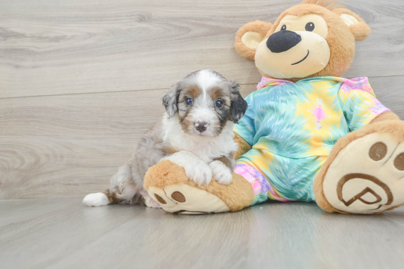 Meet Panerai - our Mini Aussiedoodle Puppy Photo 1/3 - Florida Fur Babies
