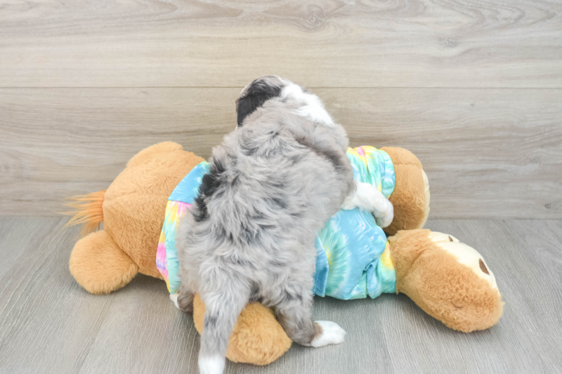 Meet Panerai - our Mini Aussiedoodle Puppy Photo 2/3 - Florida Fur Babies