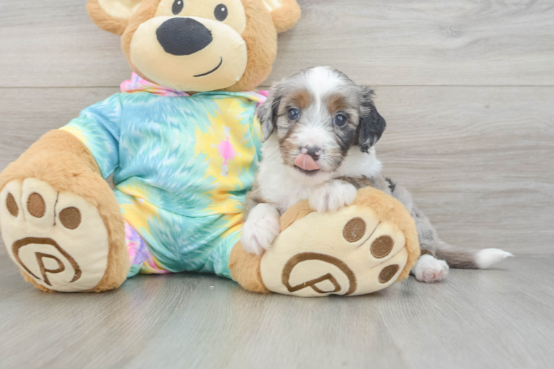 Meet Panerai - our Mini Aussiedoodle Puppy Photo 3/3 - Florida Fur Babies