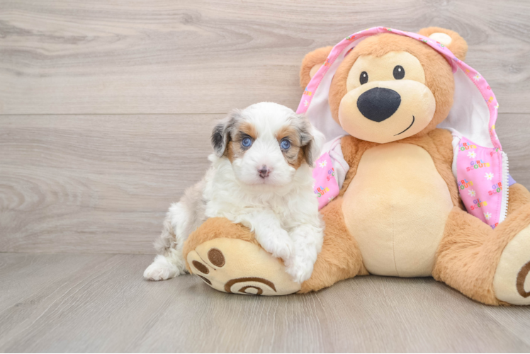 Small Mini Aussiedoodle Baby