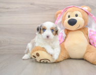 7 week old Mini Aussiedoodle Puppy For Sale - Florida Fur Babies