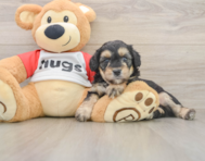 8 week old Mini Aussiedoodle Puppy For Sale - Florida Fur Babies