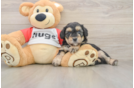 Cute Mini Aussiedoodle Baby
