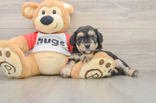 Cute Mini Aussiedoodle Baby