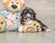 8 week old Mini Aussiedoodle Puppy For Sale - Florida Fur Babies