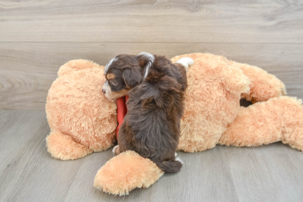 Mini Aussiedoodle Puppy for Adoption