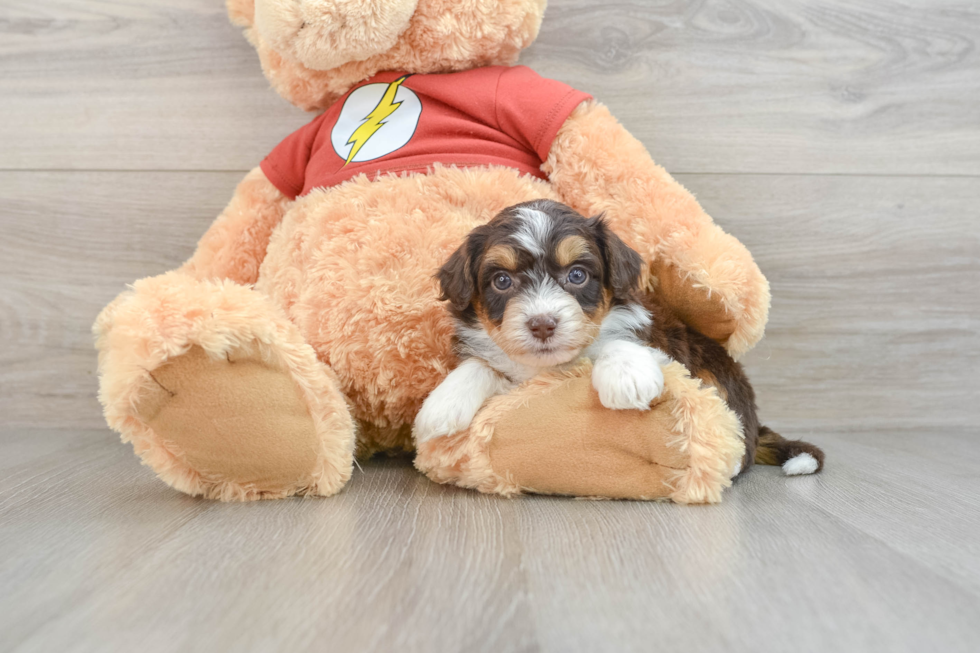 Fluffy Mini Aussiedoodle Poodle Mix Pup