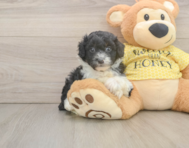 8 week old Mini Aussiedoodle Puppy For Sale - Florida Fur Babies