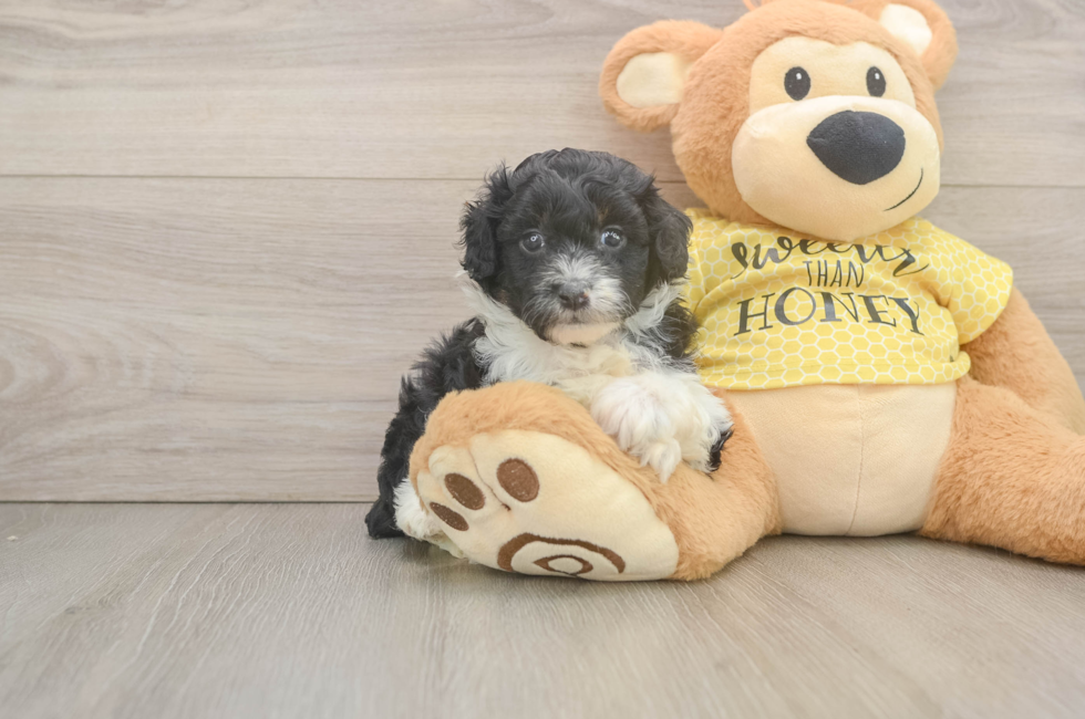 5 week old Mini Aussiedoodle Puppy For Sale - Florida Fur Babies
