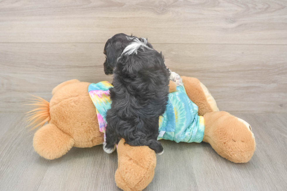 Small Mini Aussiedoodle Baby