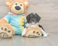 8 week old Mini Aussiedoodle Puppy For Sale - Florida Fur Babies