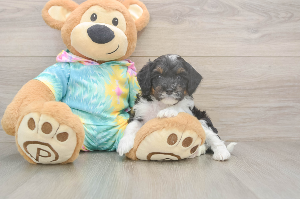 5 week old Mini Aussiedoodle Puppy For Sale - Florida Fur Babies