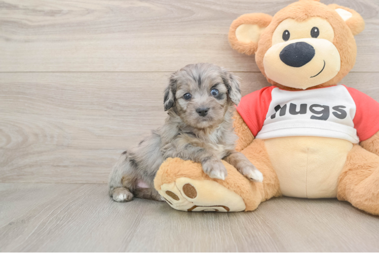 Small Mini Aussiedoodle Baby