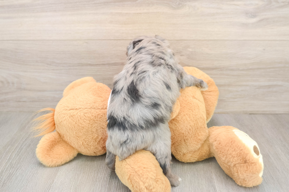 Mini Aussiedoodle Puppy for Adoption