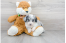 Meet Paris - our Mini Aussiedoodle Puppy Photo 2/3 - Florida Fur Babies