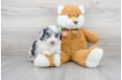 Meet Paris - our Mini Aussiedoodle Puppy Photo 1/3 - Florida Fur Babies