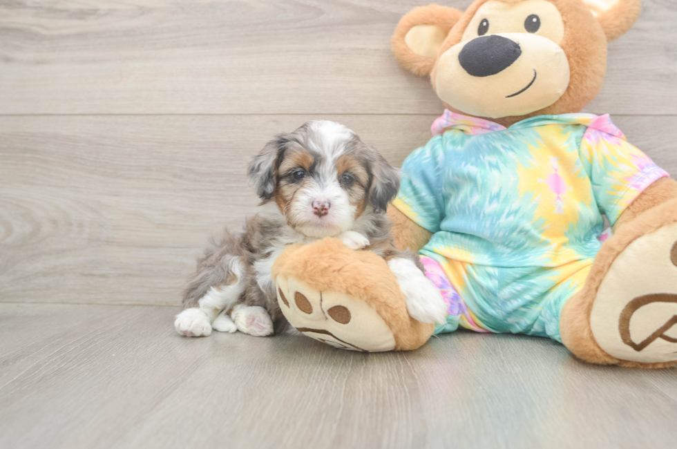5 week old Mini Aussiedoodle Puppy For Sale - Florida Fur Babies