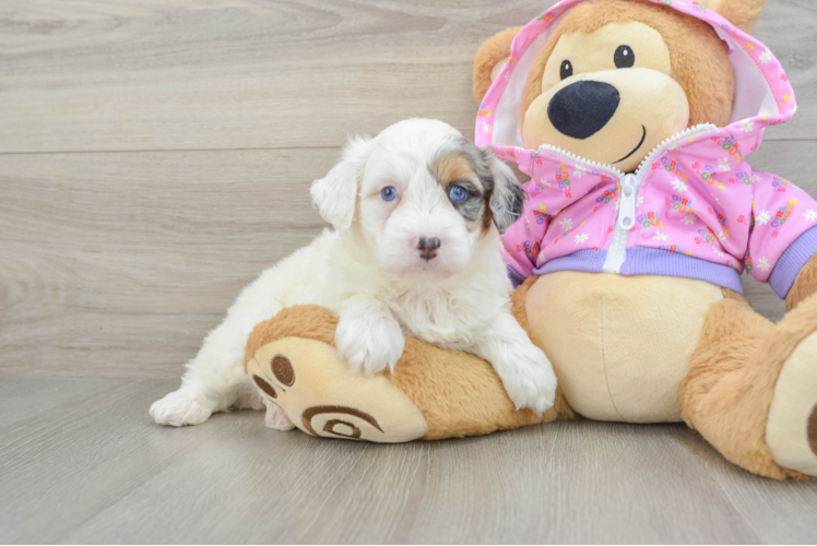 Energetic Aussie Poo Poodle Mix Puppy