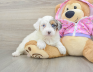 8 week old Mini Aussiedoodle Puppy For Sale - Florida Fur Babies