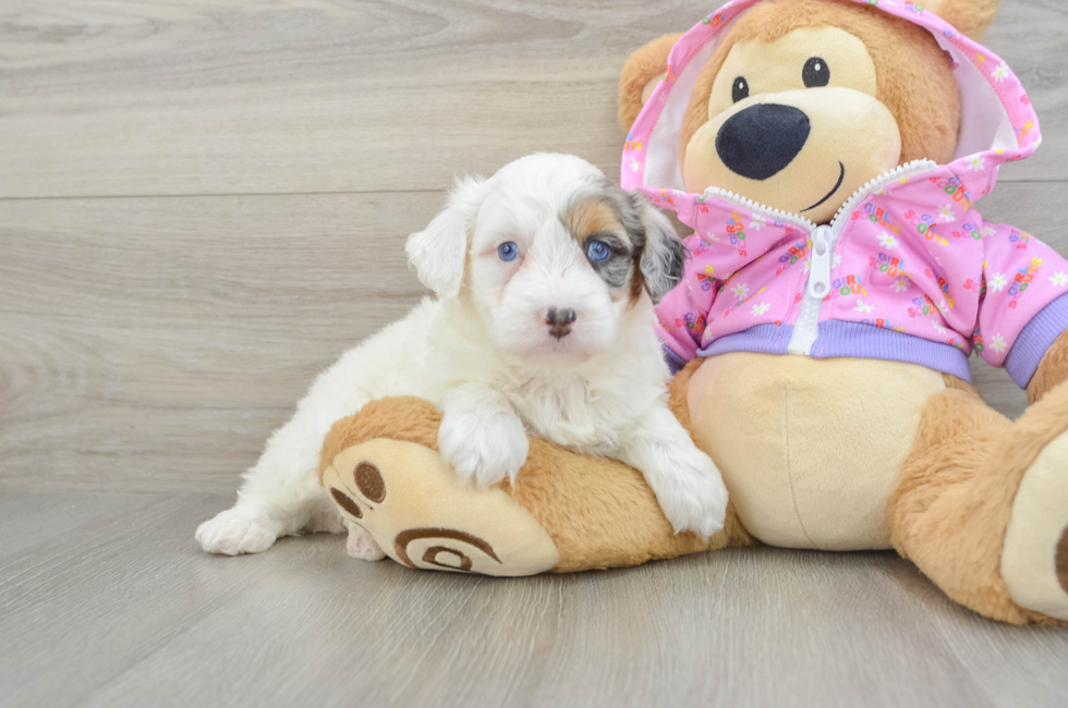 5 week old Mini Aussiedoodle Puppy For Sale - Florida Fur Babies