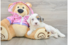 Best Mini Aussiedoodle Baby