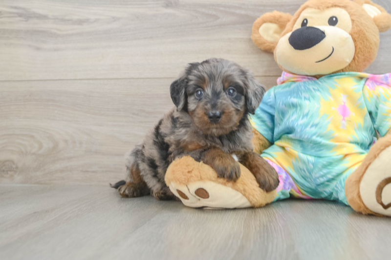 Meet Plato - our Mini Aussiedoodle Puppy Photo 1/3 - Florida Fur Babies