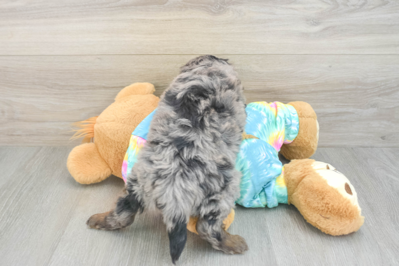 Meet Plato - our Mini Aussiedoodle Puppy Photo 2/3 - Florida Fur Babies