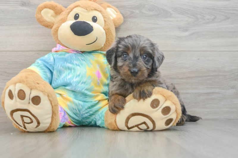 Meet Plato - our Mini Aussiedoodle Puppy Photo 3/3 - Florida Fur Babies