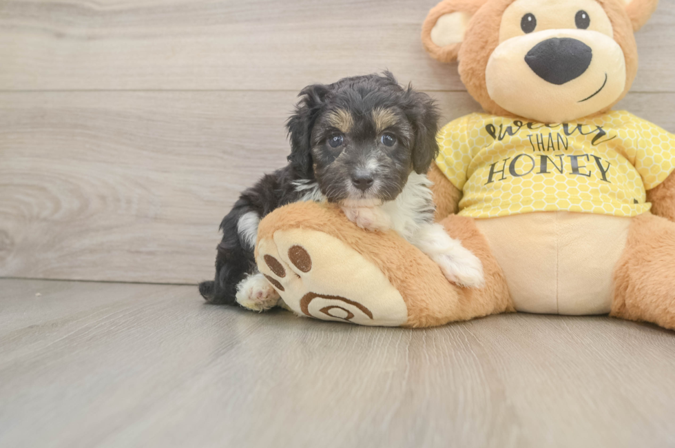 5 week old Mini Aussiedoodle Puppy For Sale - Florida Fur Babies