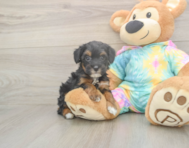 7 week old Mini Aussiedoodle Puppy For Sale - Florida Fur Babies