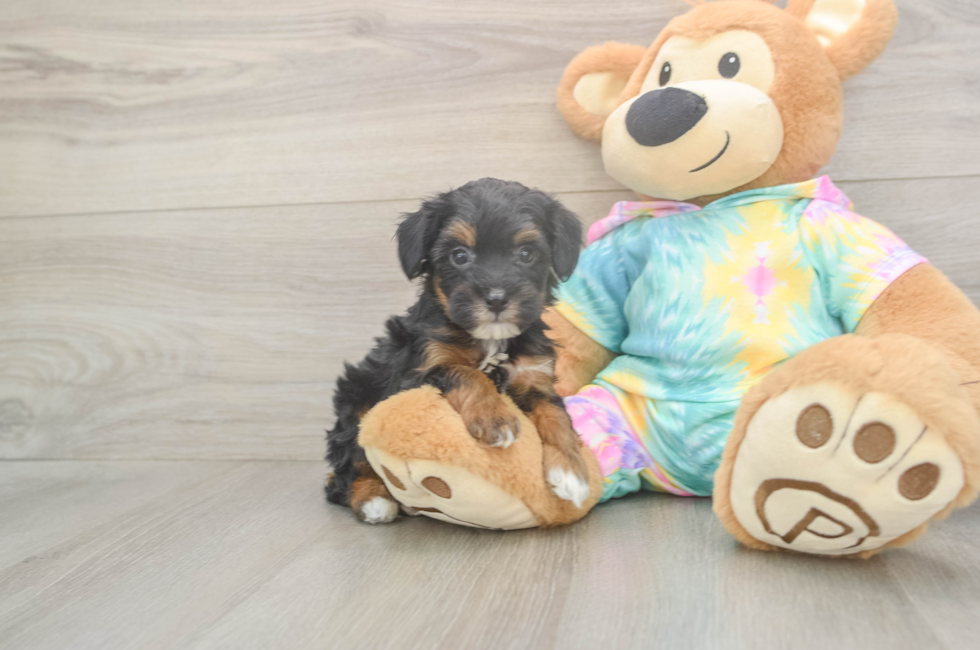 5 week old Mini Aussiedoodle Puppy For Sale - Florida Fur Babies