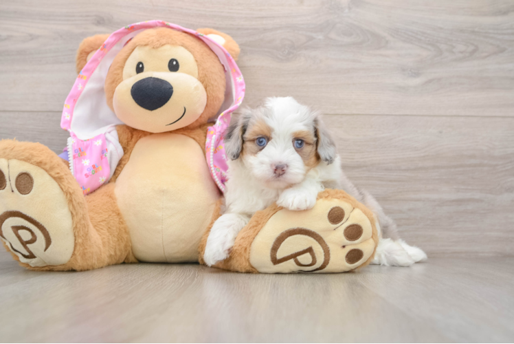 Mini Aussiedoodle Pup Being Cute