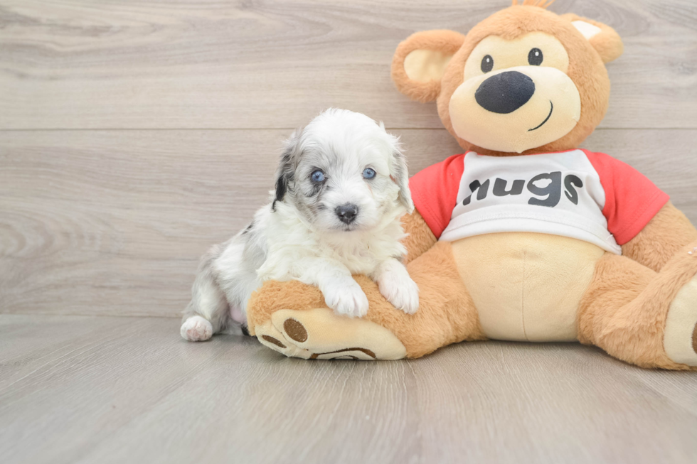 Hypoallergenic Aussiepoo Poodle Mix Puppy