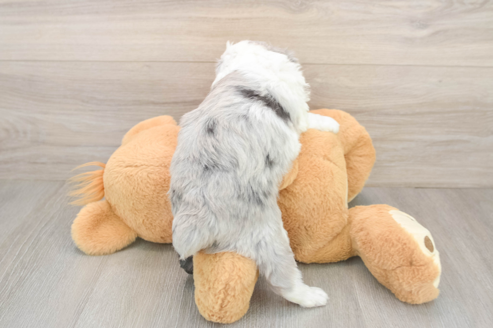 Playful Mini Aussiepoodle Poodle Mix Puppy