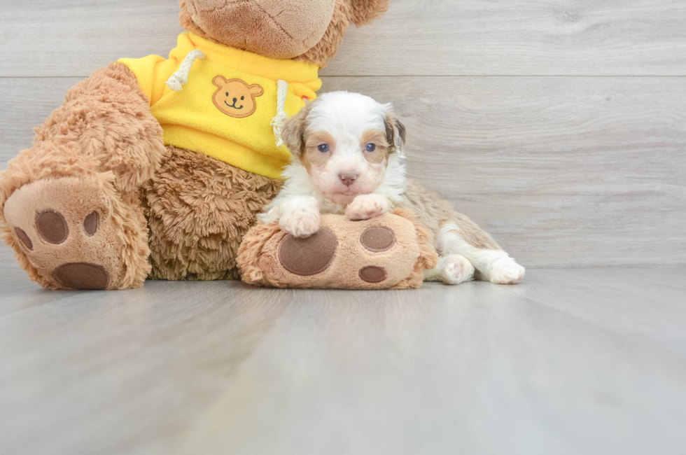 Mini Aussie Puppies for Sale - Florida Fur Babies