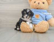 7 week old Mini Aussiedoodle Puppy For Sale - Florida Fur Babies