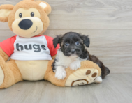 8 week old Mini Aussiedoodle Puppy For Sale - Florida Fur Babies