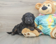 8 week old Mini Aussiedoodle Puppy For Sale - Florida Fur Babies